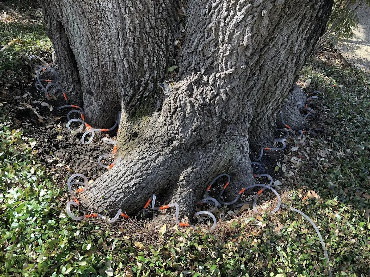 Detailed Tree Cabling and Bracing job site in Gibson Island