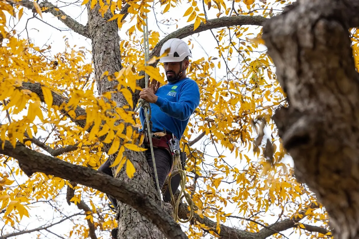 Skilled Tree Pruning crew working in Gibson Island