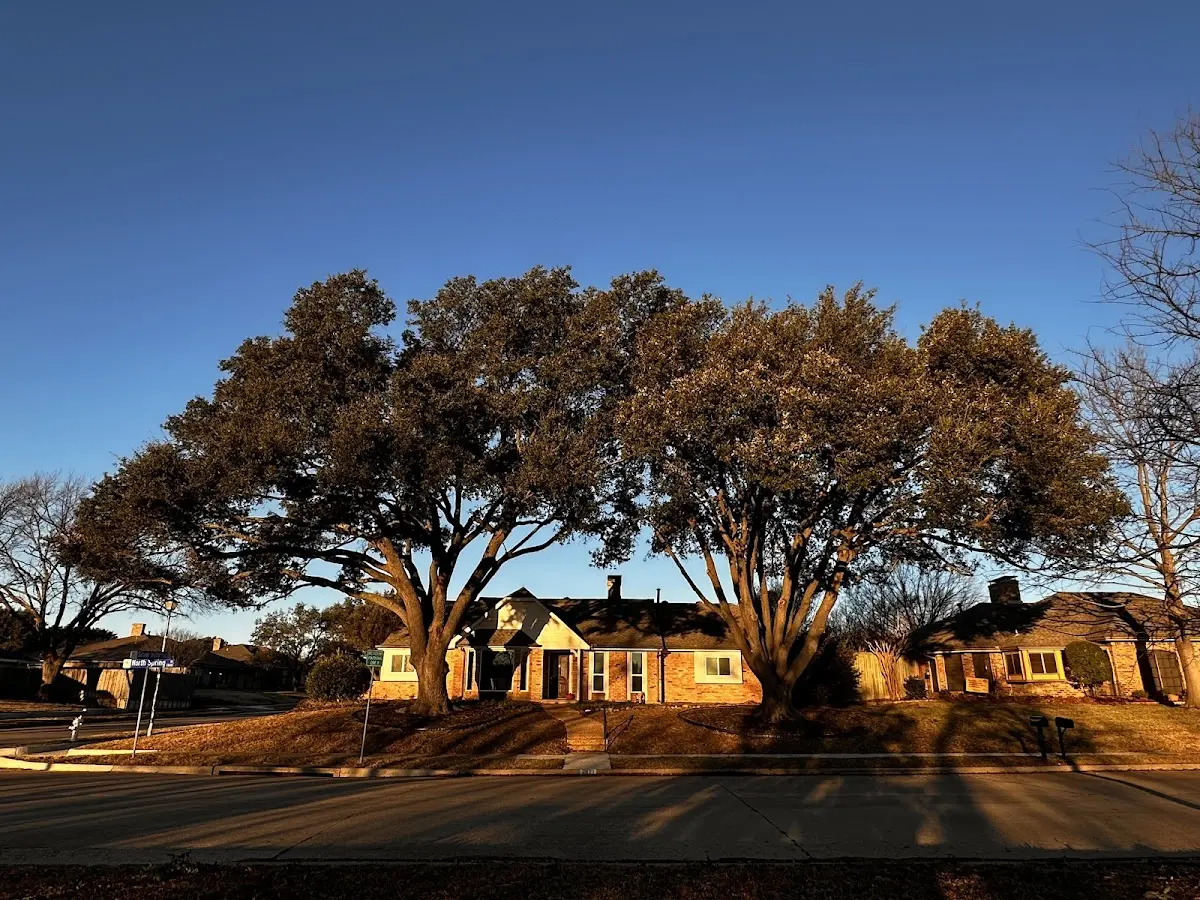 Established residential canopy tree shading a home in Gibson Island